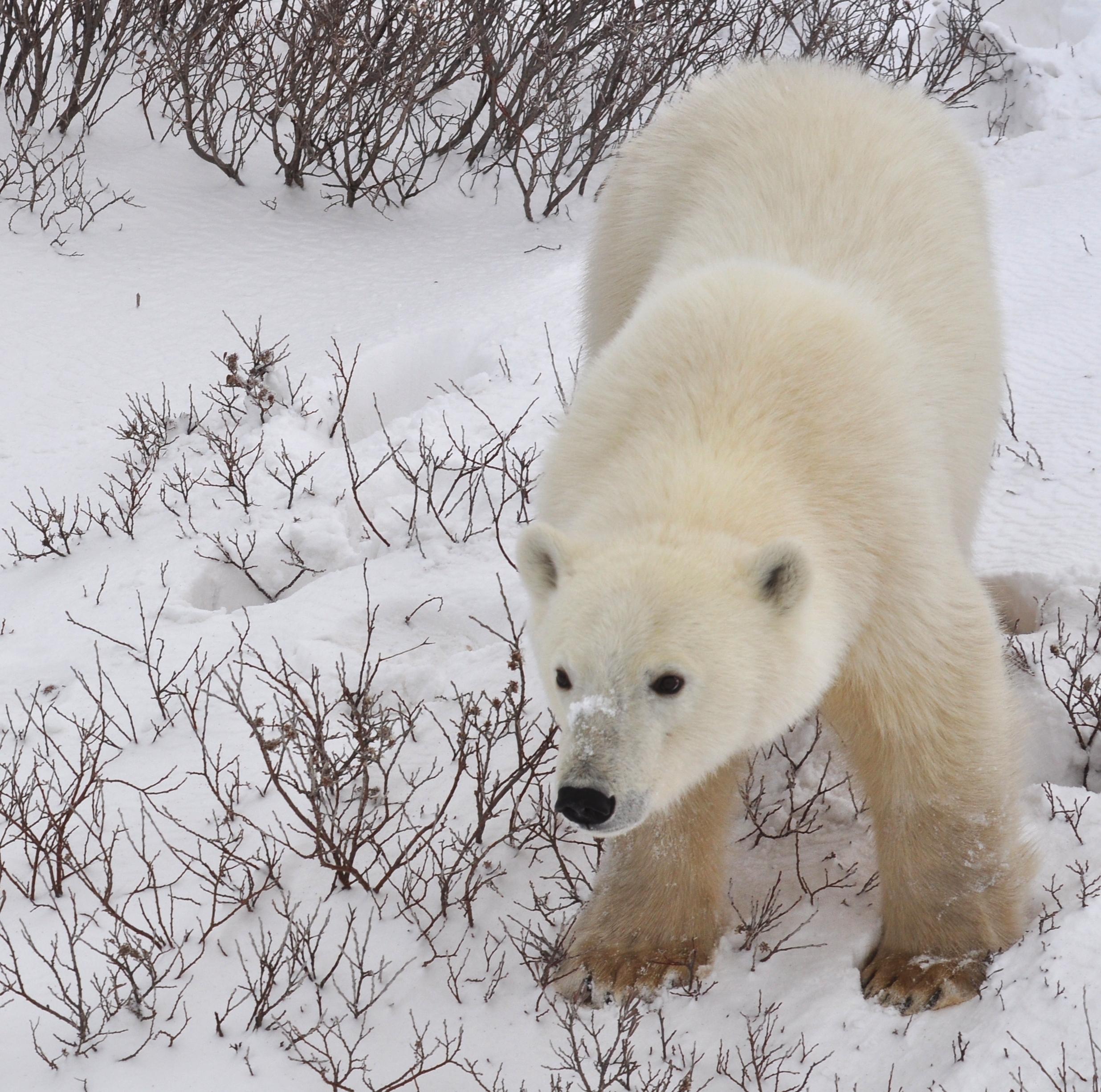 Polar bear